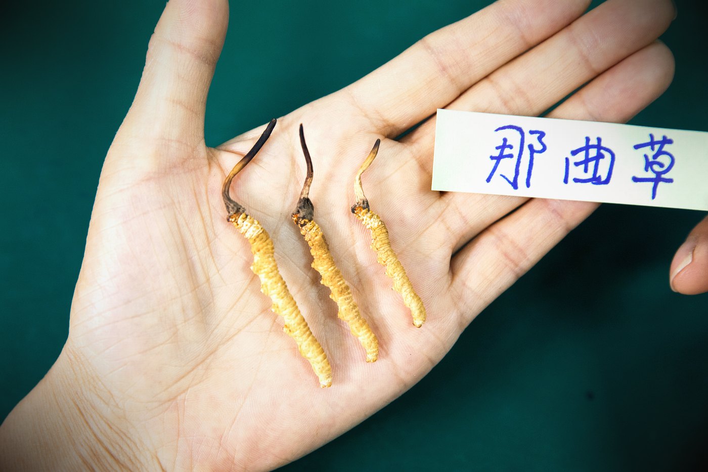 逐项对照