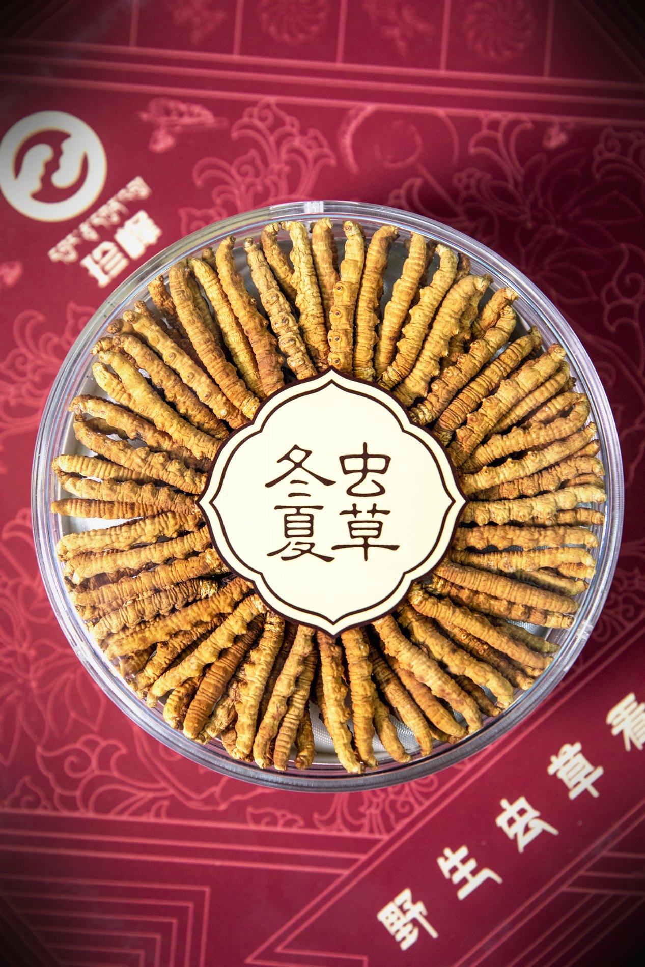 干虫草特写