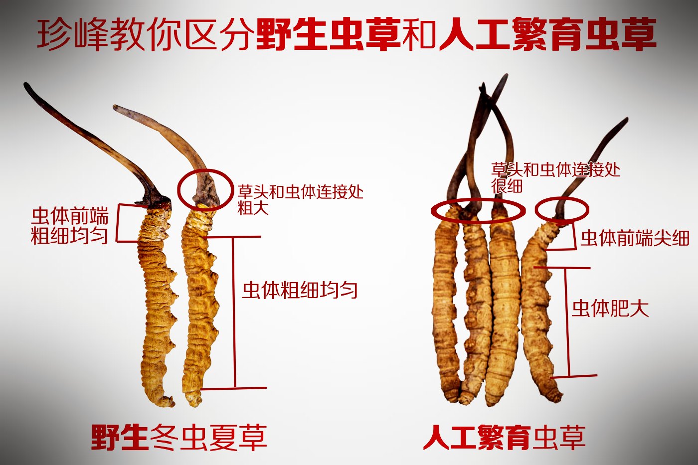 常见混淆品与伪品实物对照
