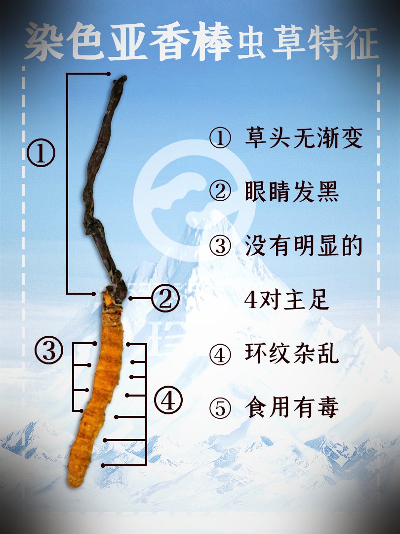 真假鉴别要点图