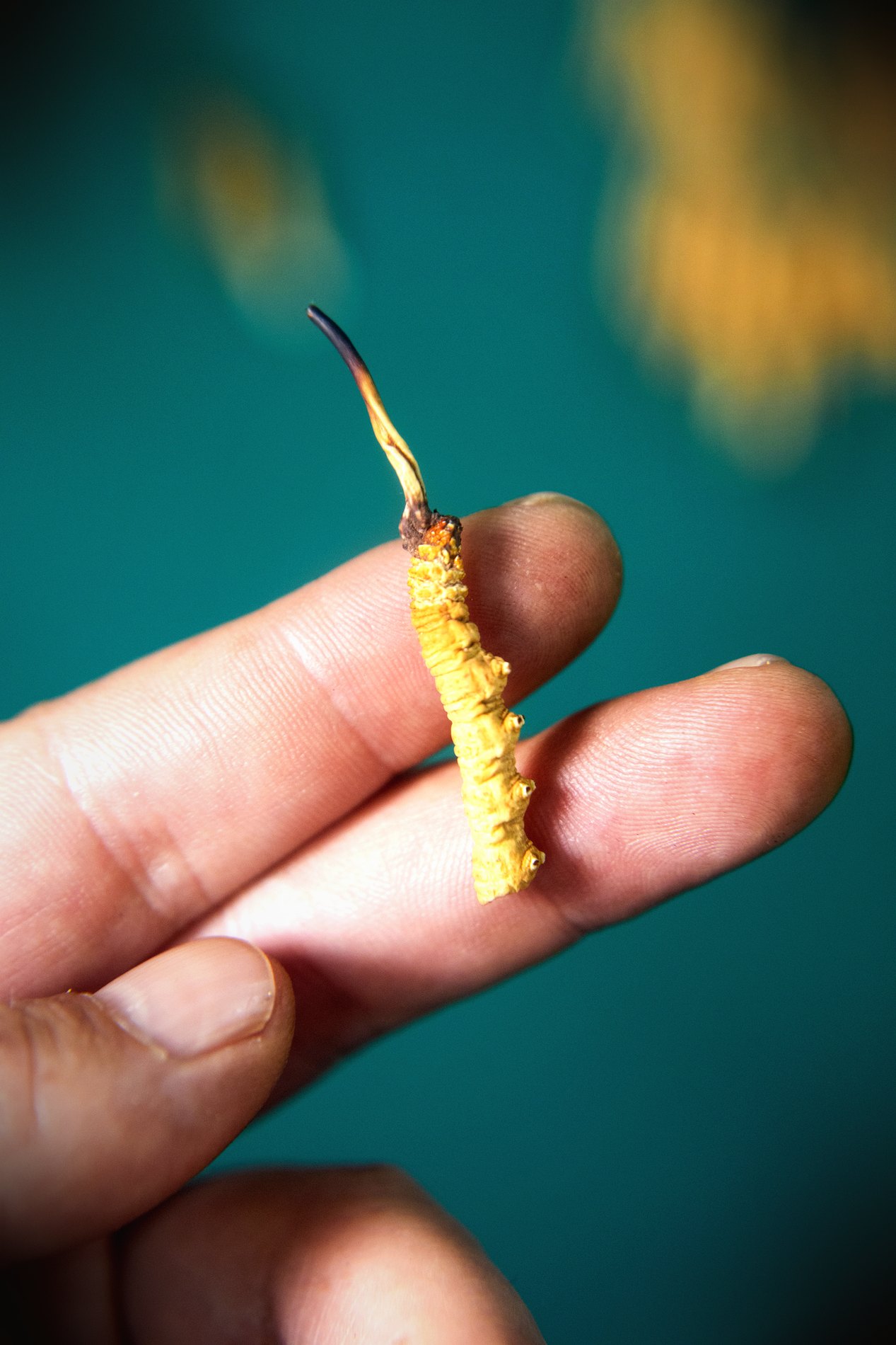 干虫草特写
