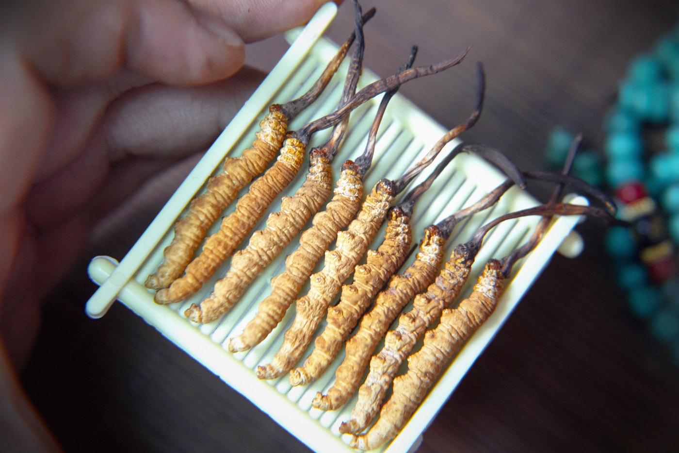 干虫草特写