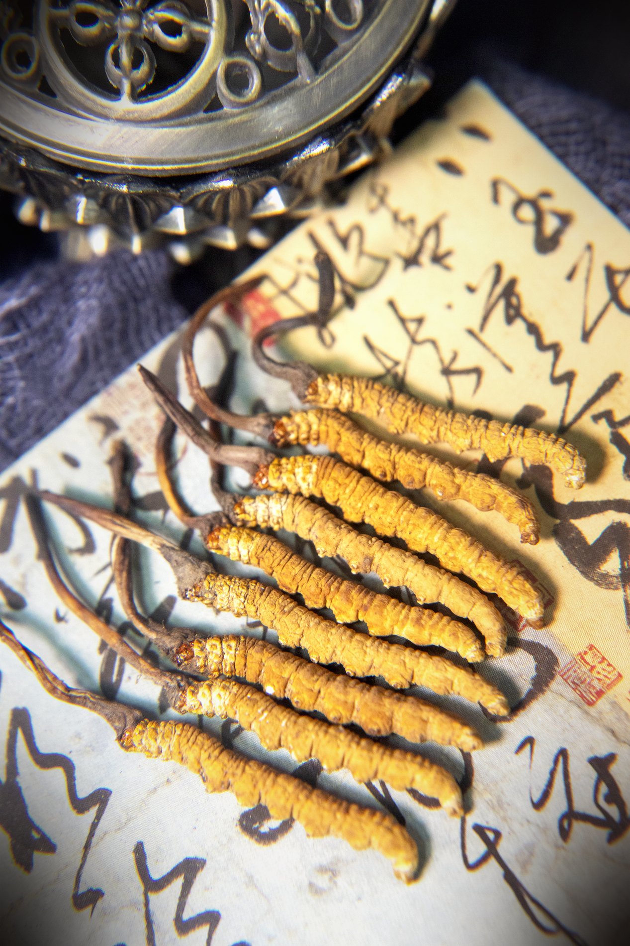 干虫草特写