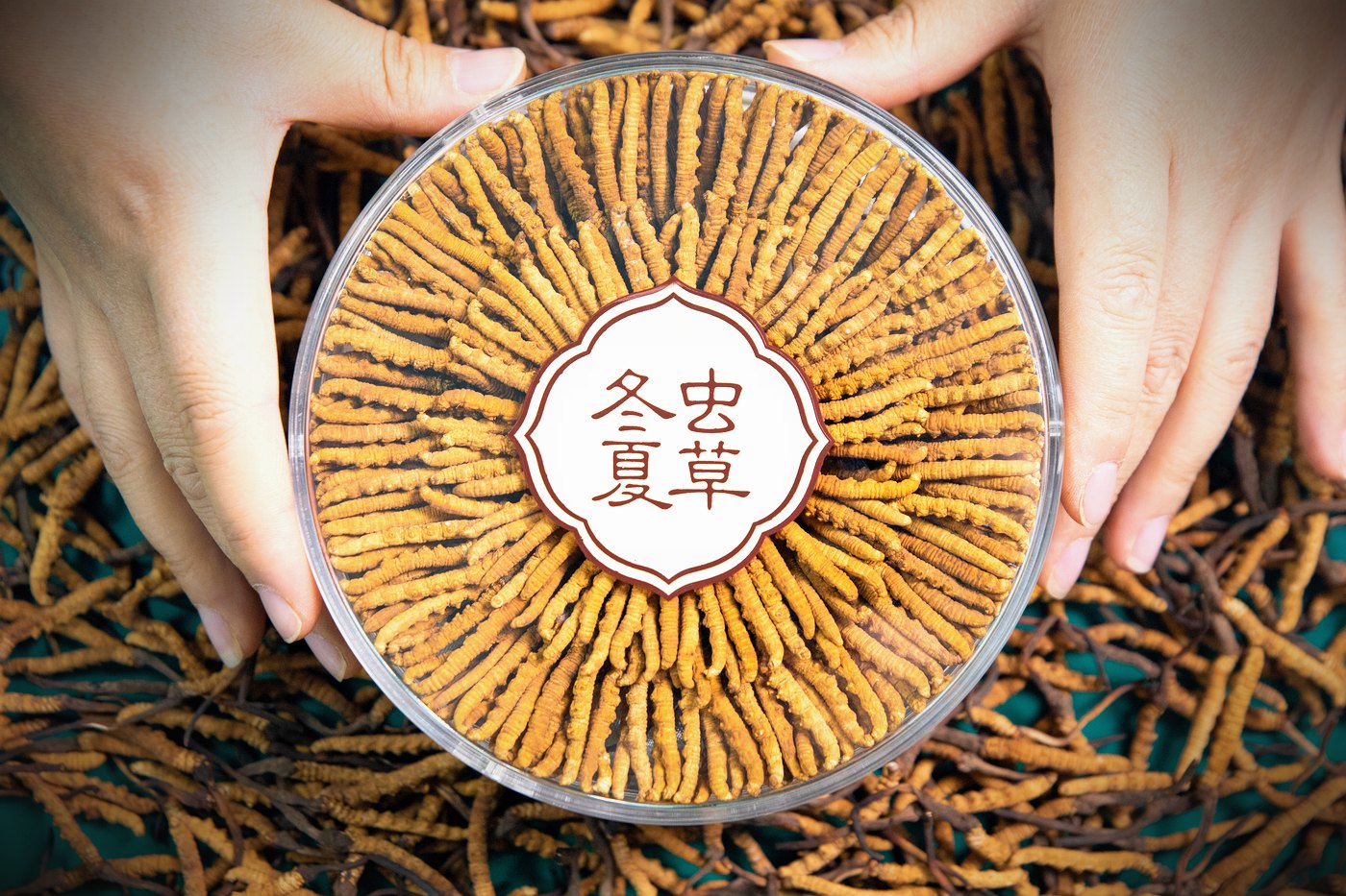 干虫草特写