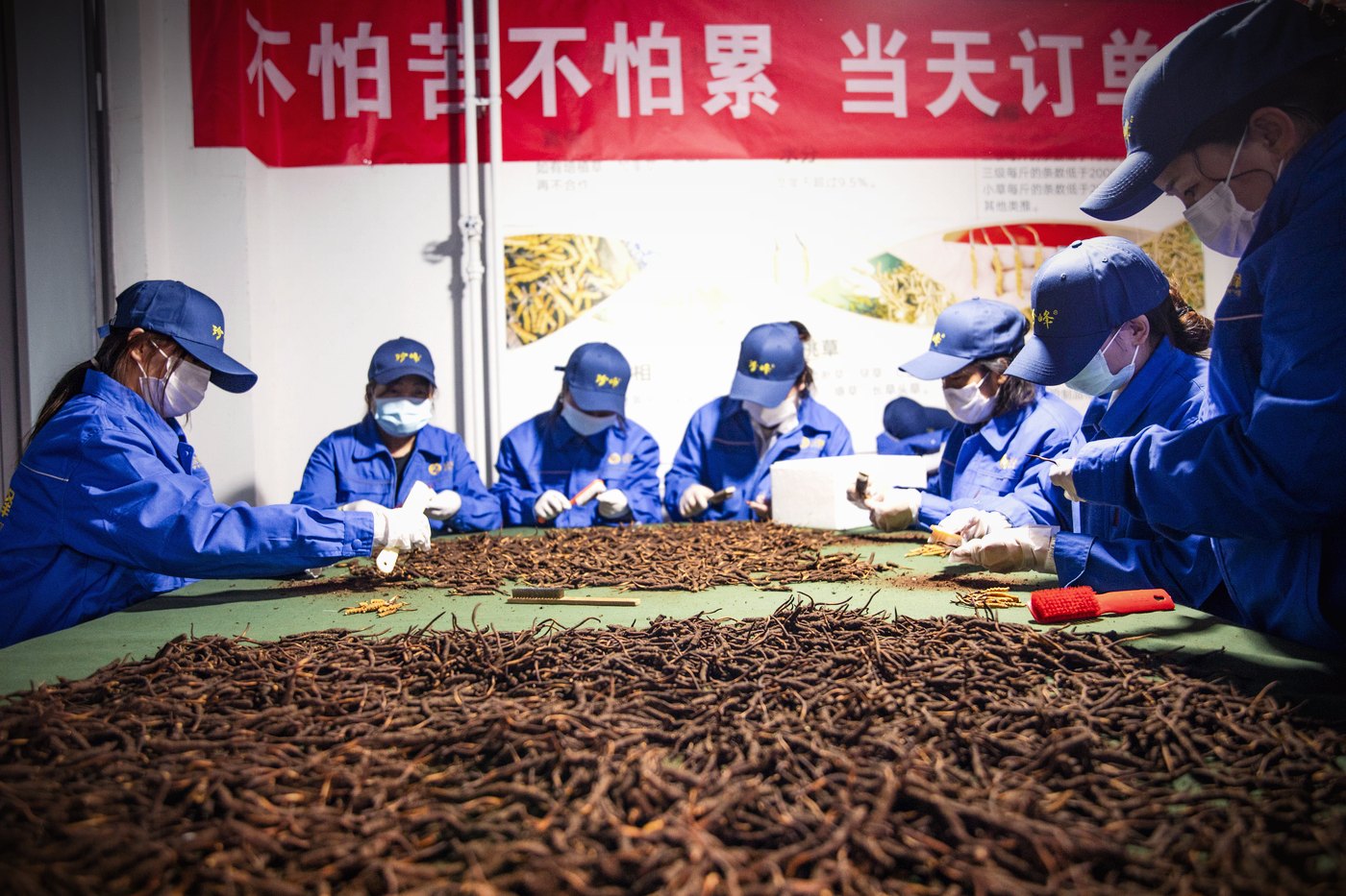 西宁车间 · 人工逐根精挑