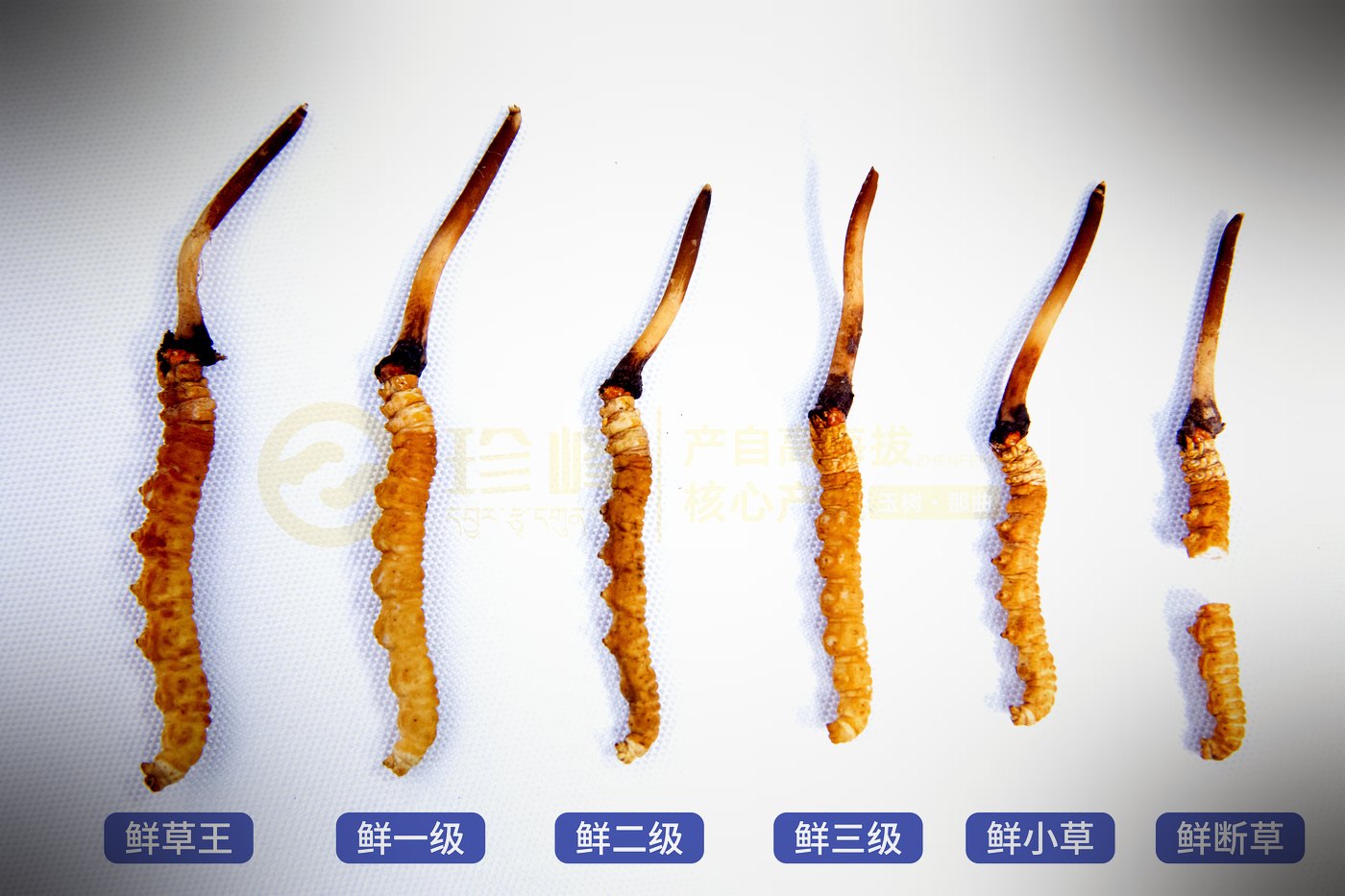 虫草王到断草 · 六个等级实物比对