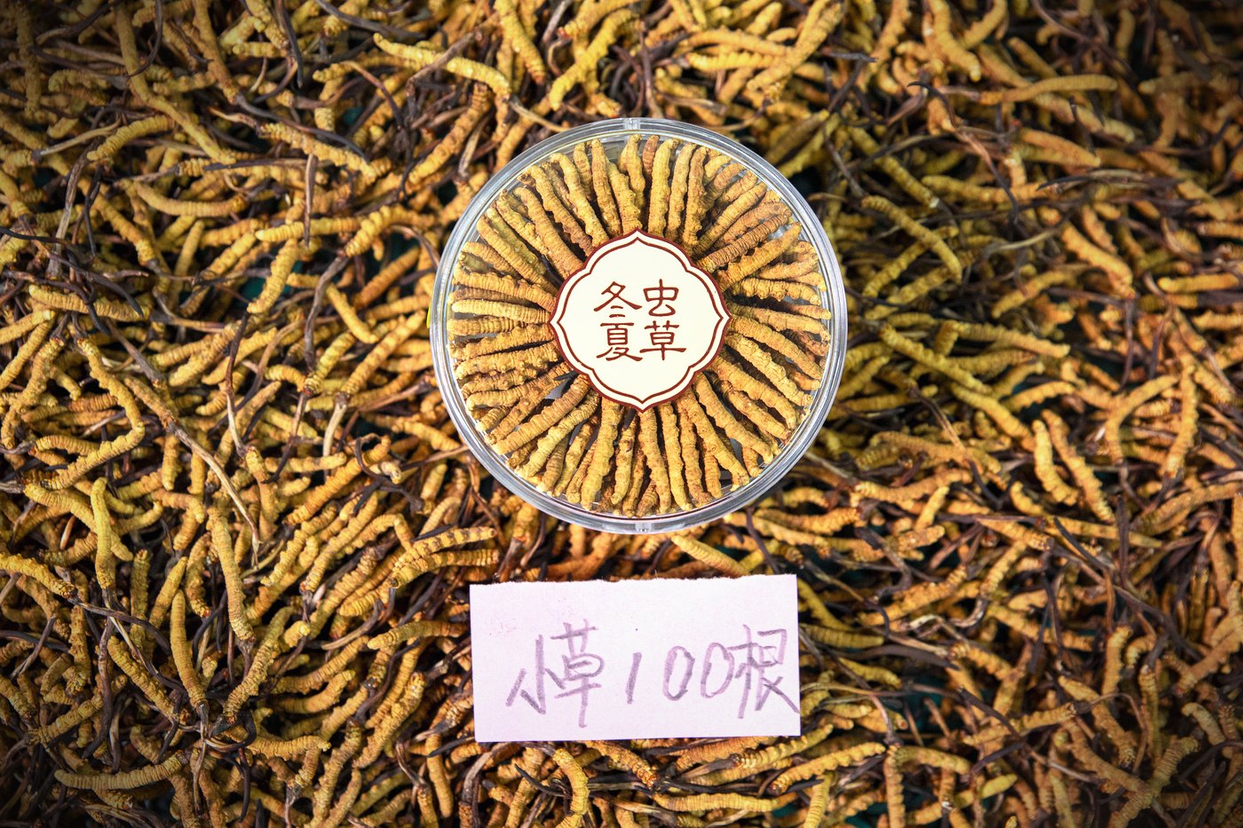 干虫草特写