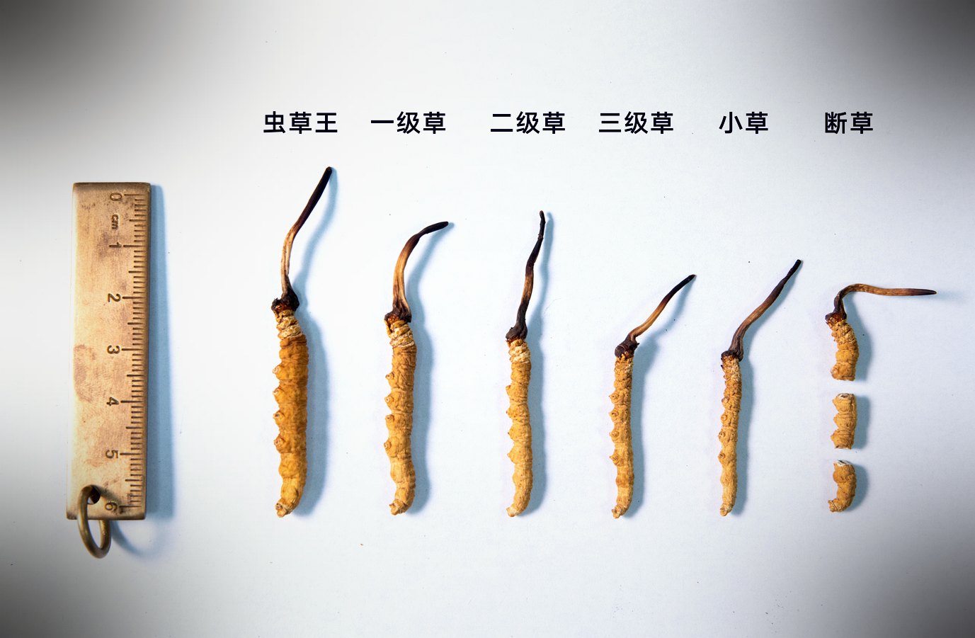 虫草王到断草 · 六个等级实物比对