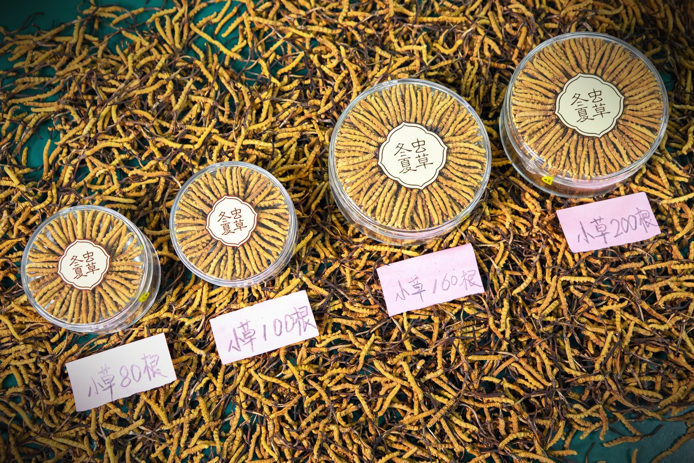 干虫草特写