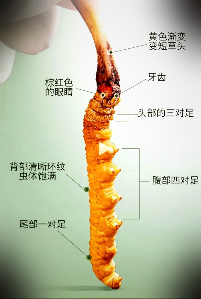 常见混淆品与伪品实物对照