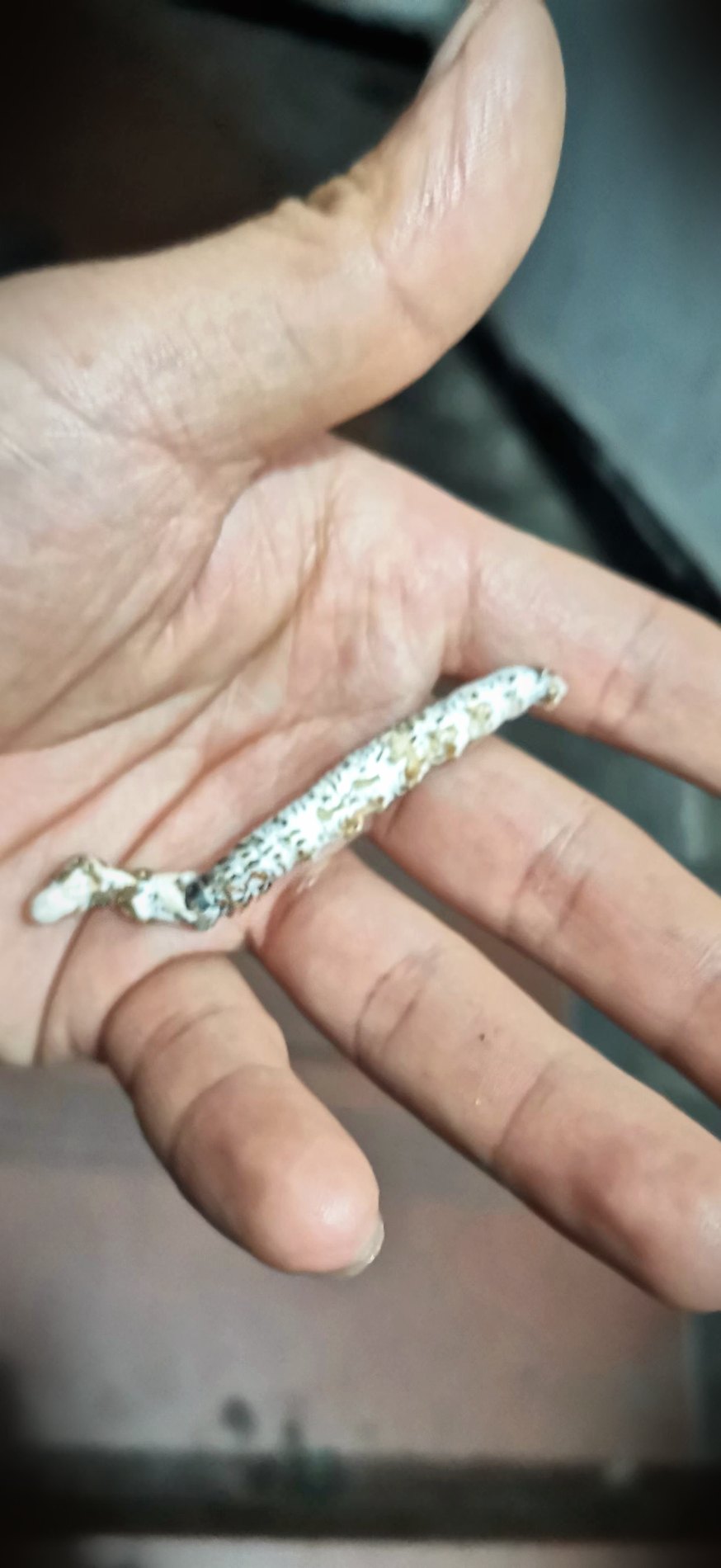 亚香棒虫草