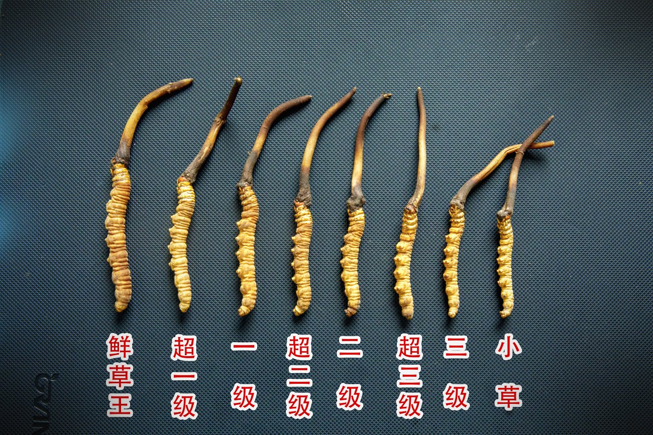 野生与人工的逐项对照