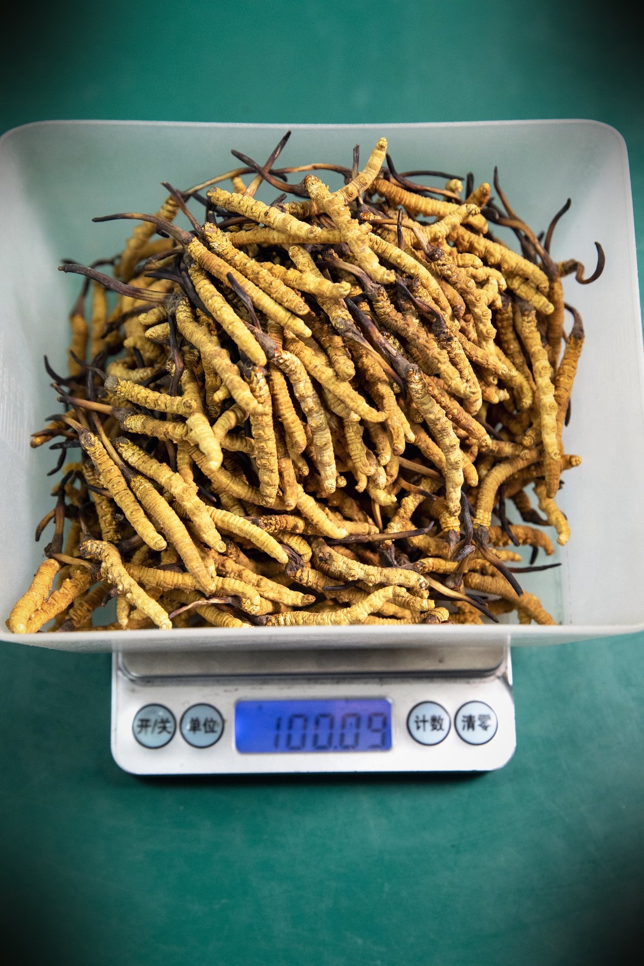 干虫草特写