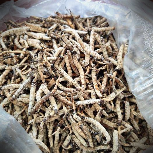 亚香棒虫草
