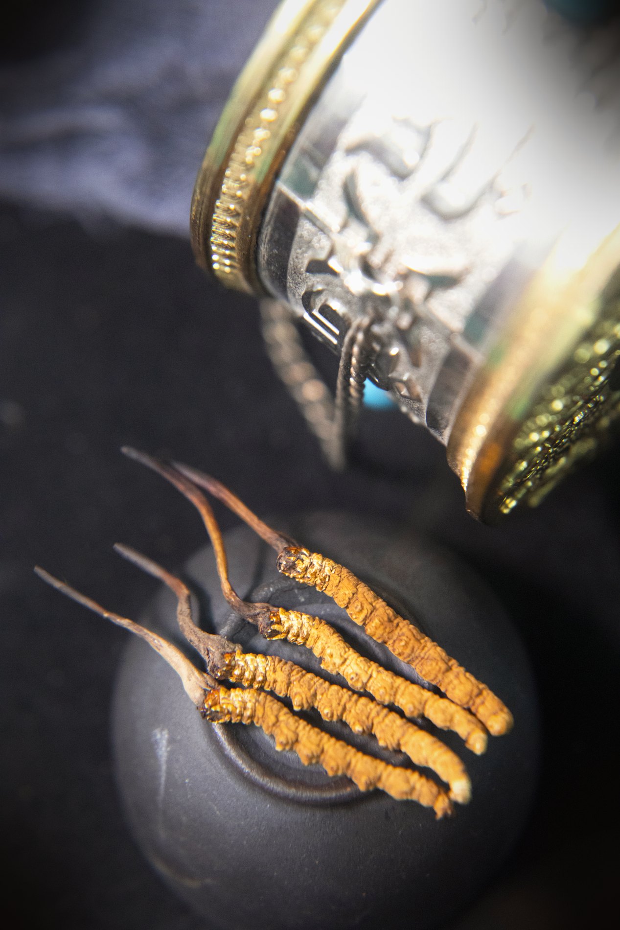 干虫草特写