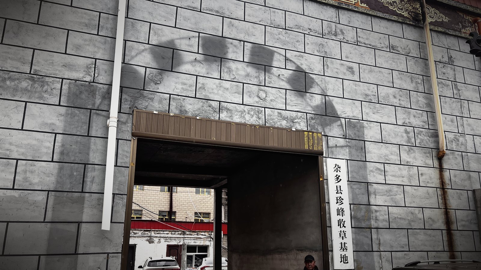 野生与人工培育冬虫夏草的区别:从生长环境到外观逐项对照