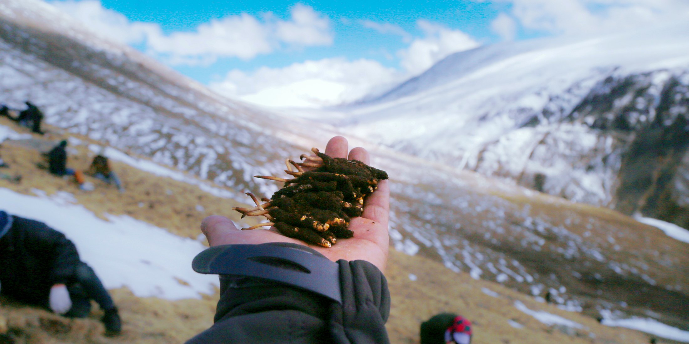 高海拔雪线上刚采出的野生冬虫夏草，远处是正在采挖的人