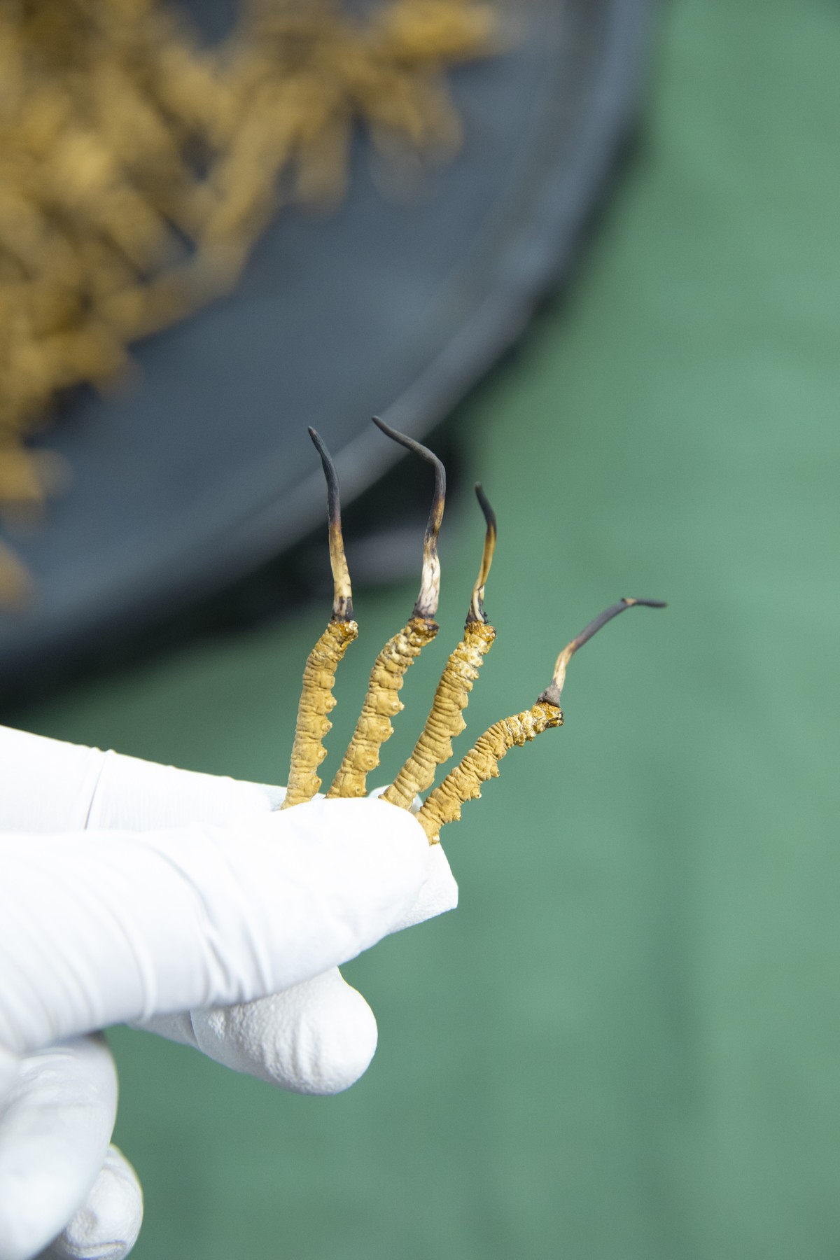 手套上放着少量虫草。报告结论需要对应实际送检的样品。