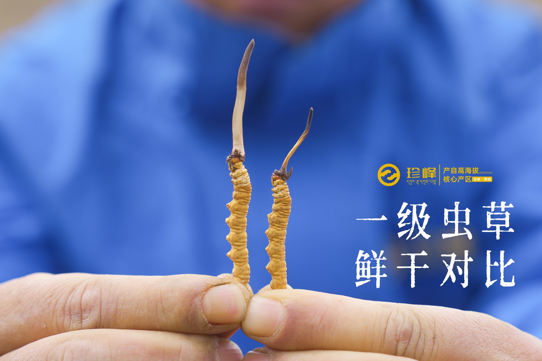鲜草与干草的并排展示。外观对照不能用于推算文中含量或水分。
