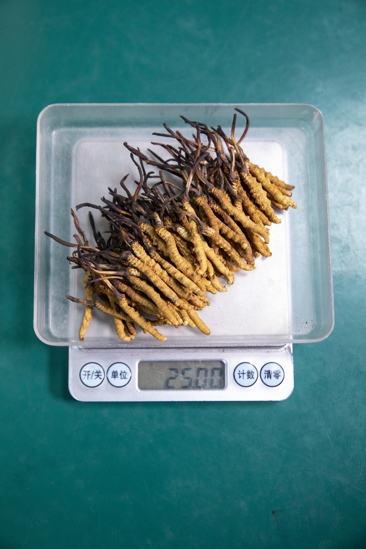 透明方盘中的虫草放在电子秤上。原样重量与干物质重量是两种计算基准。